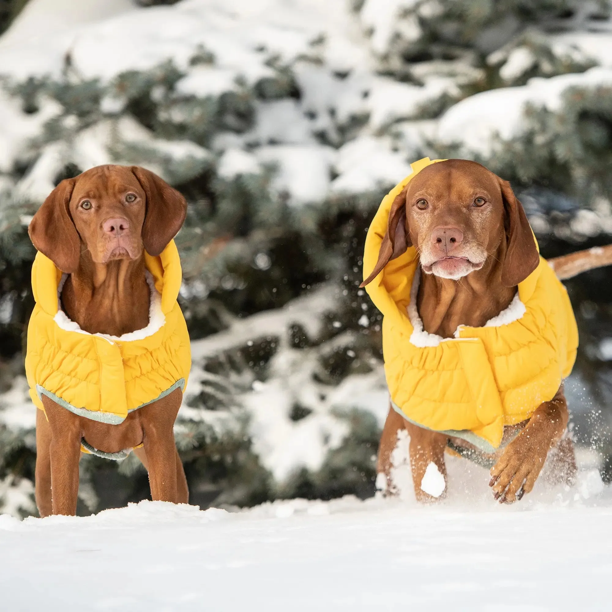 Arctic Dog Parka | Yellow