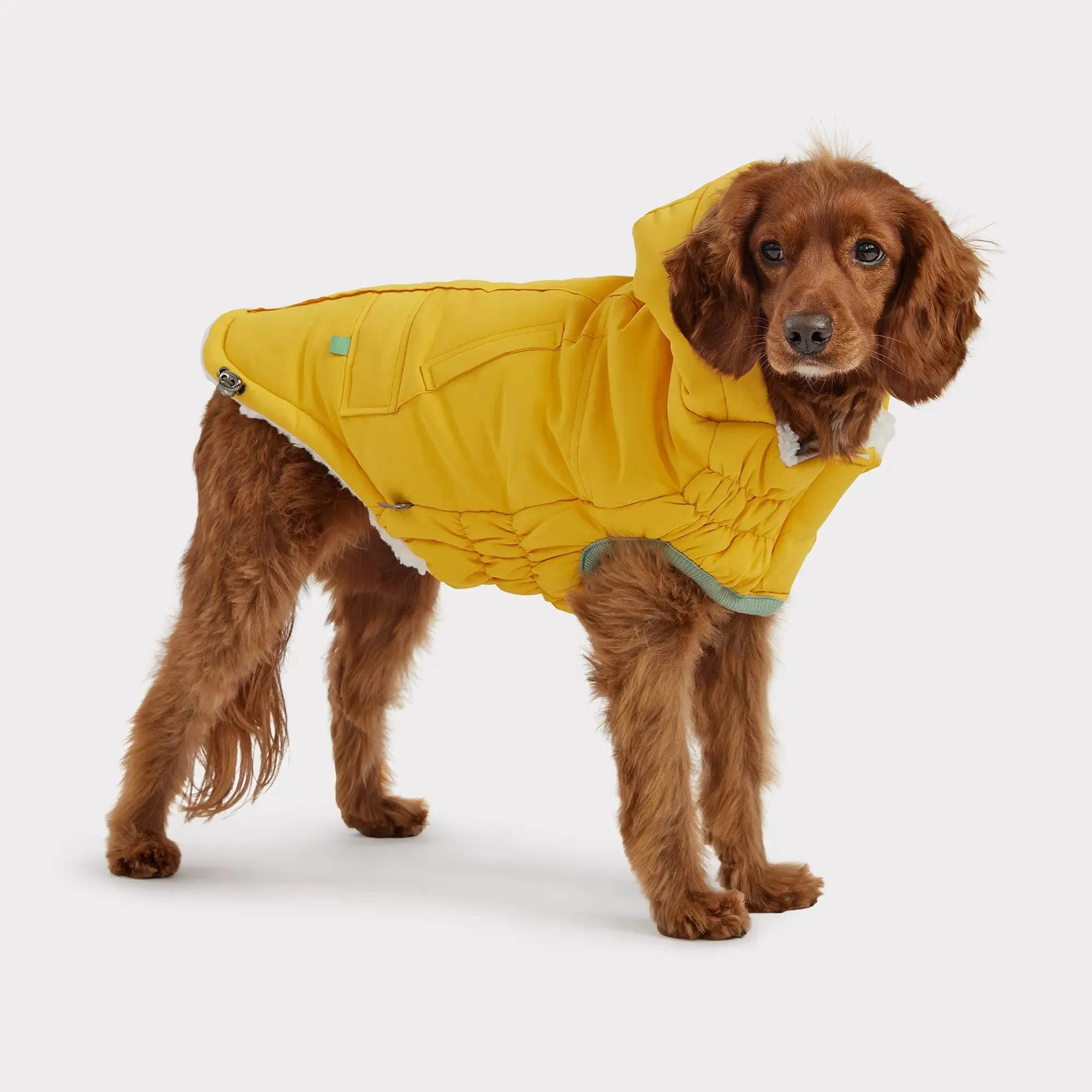 Arctic Dog Parka | Yellow