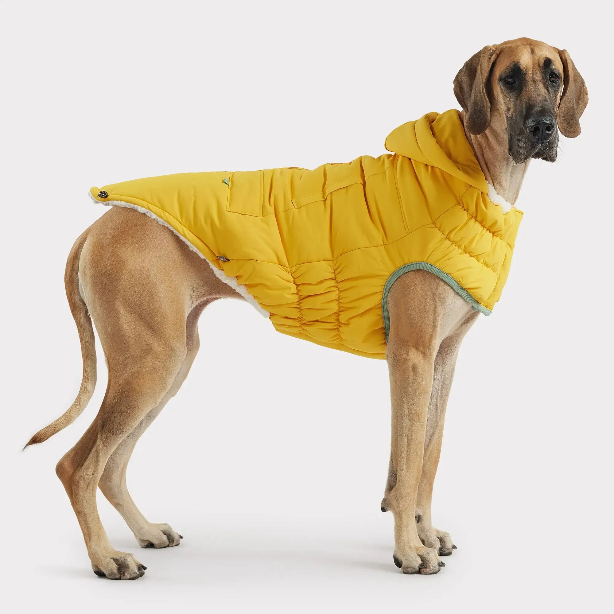 Arctic Dog Parka | Yellow