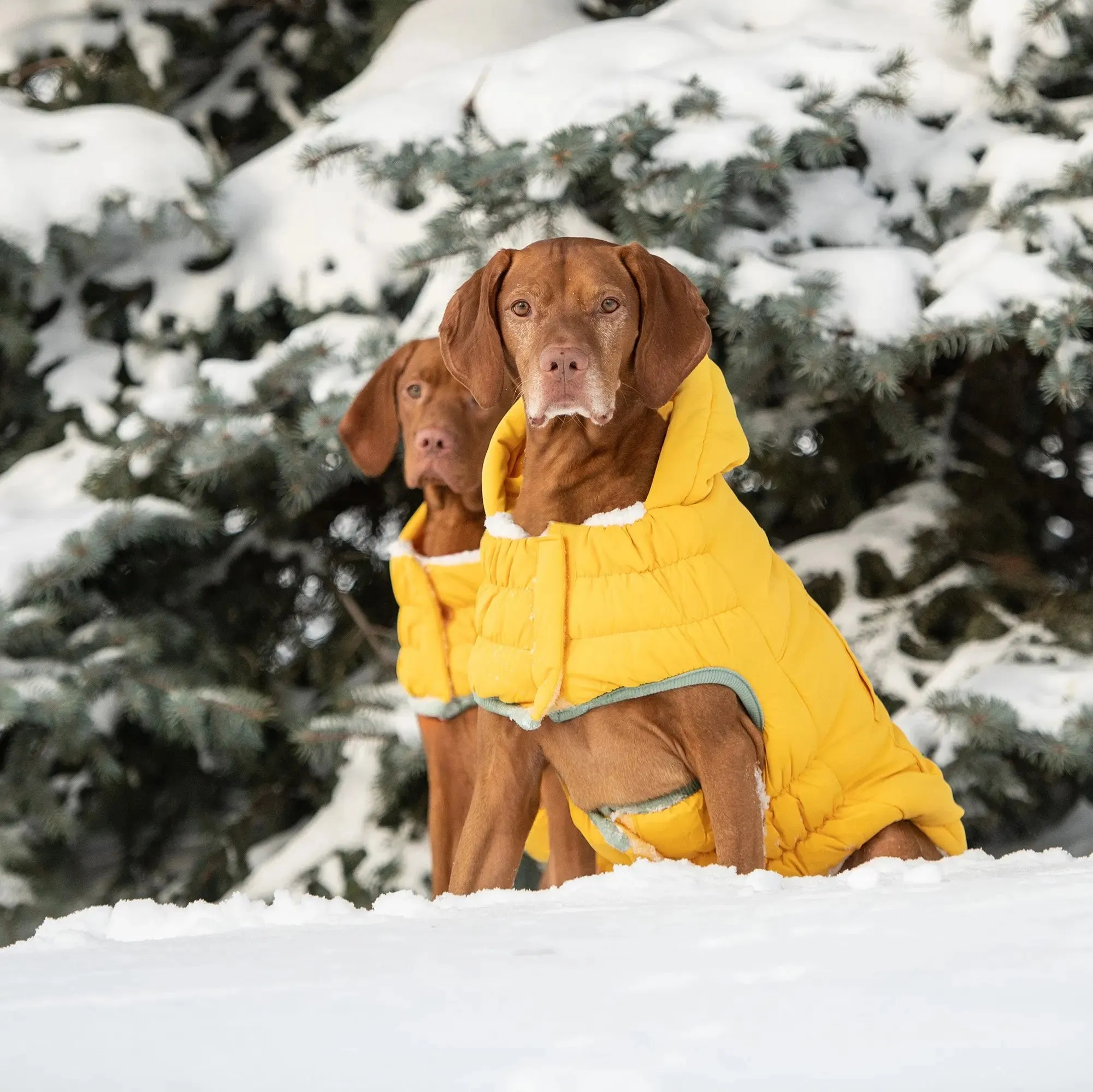 Arctic Dog Parka | Yellow