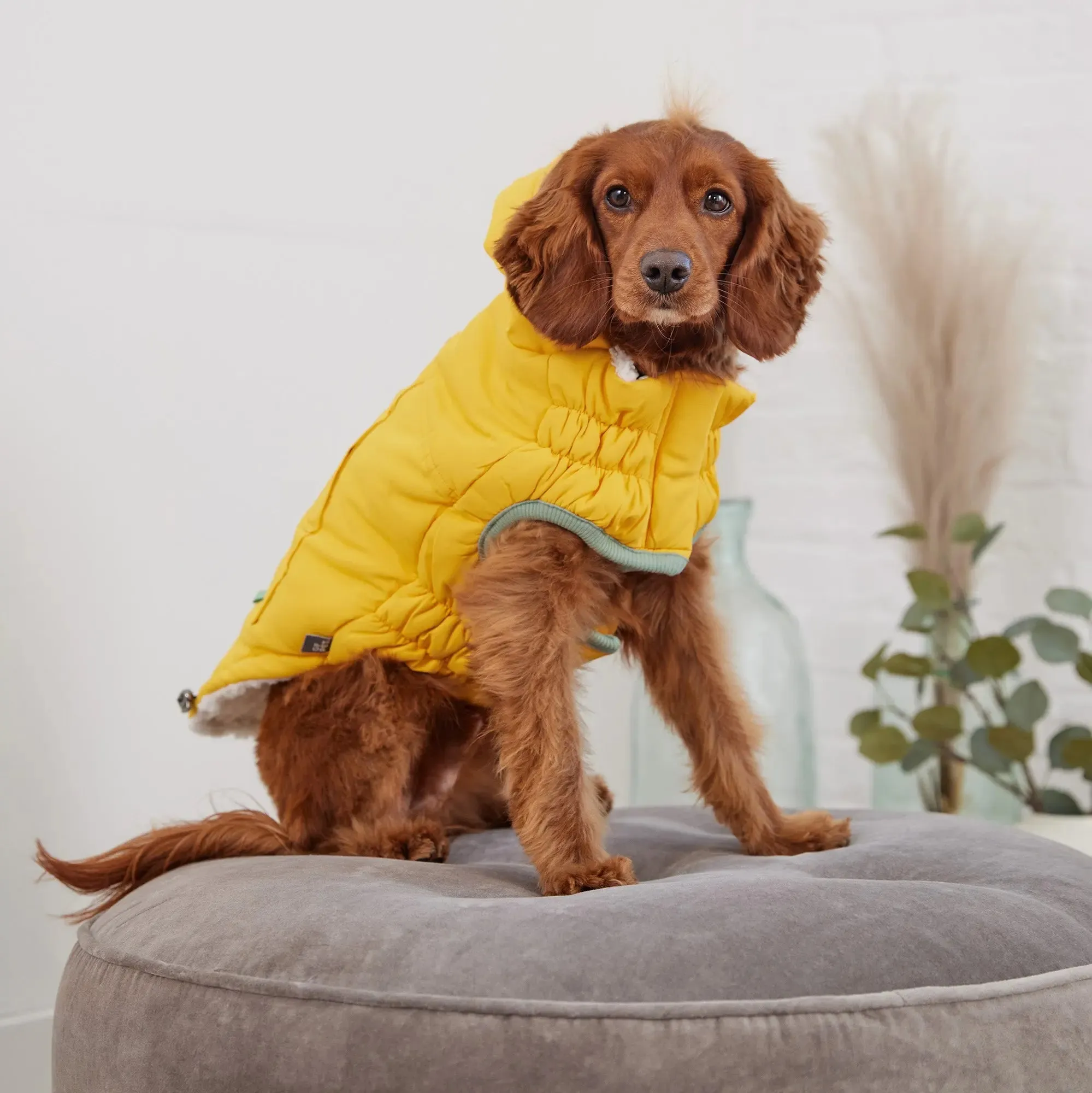 Arctic Dog Parka | Yellow
