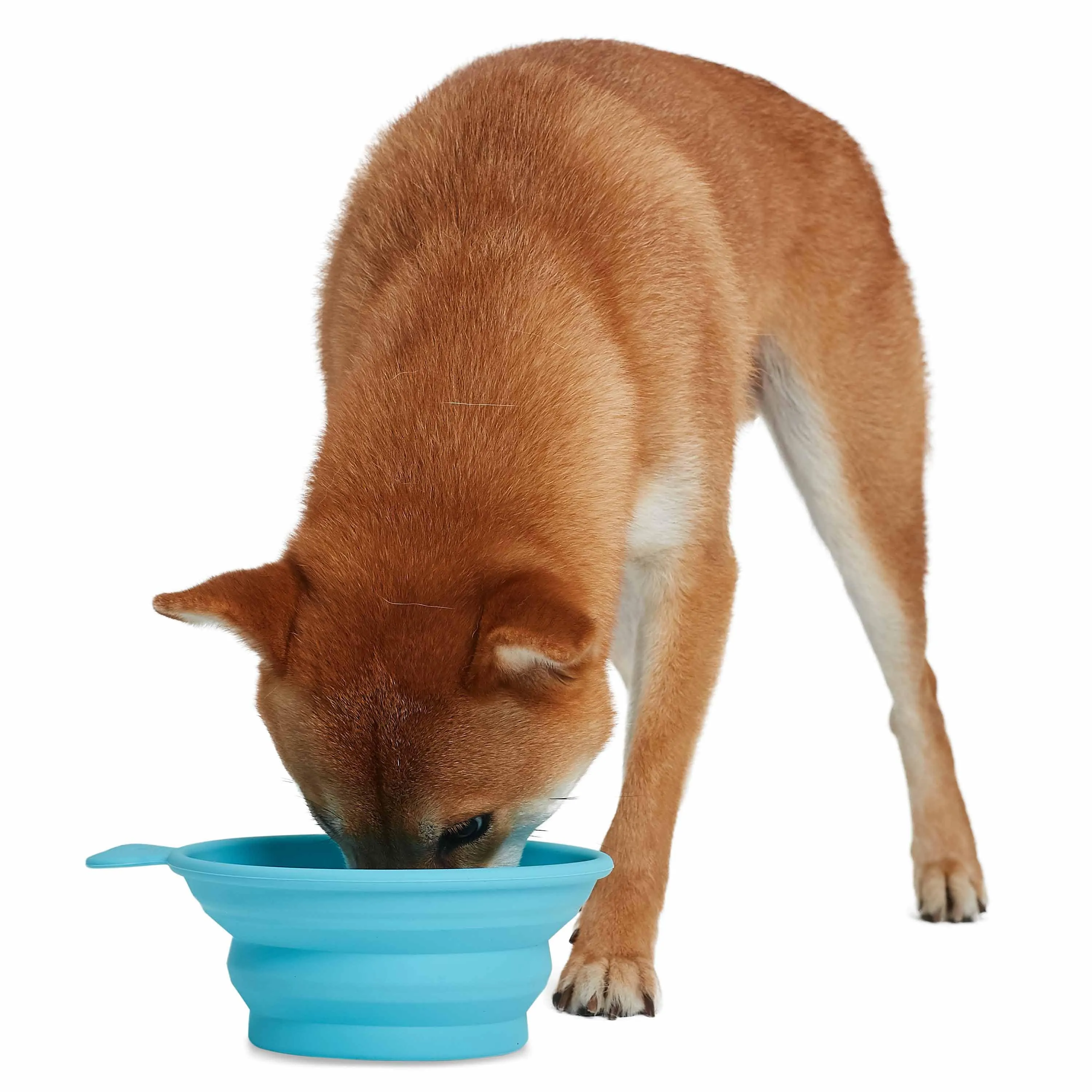 Collapsible Silicone Travel Bowl, BPA Free for Pets