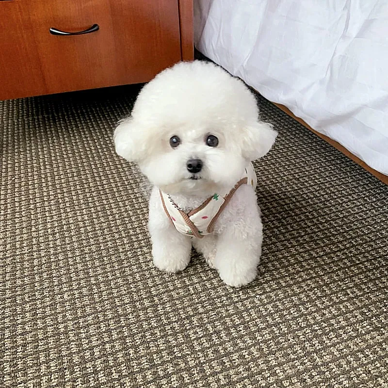 Cute Bear&Tree Printed Dog Harness Jacket Vest