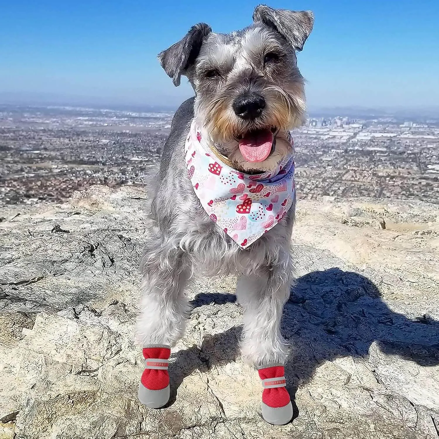 QUMY 4PCS Dog Shoes for Small Dogs