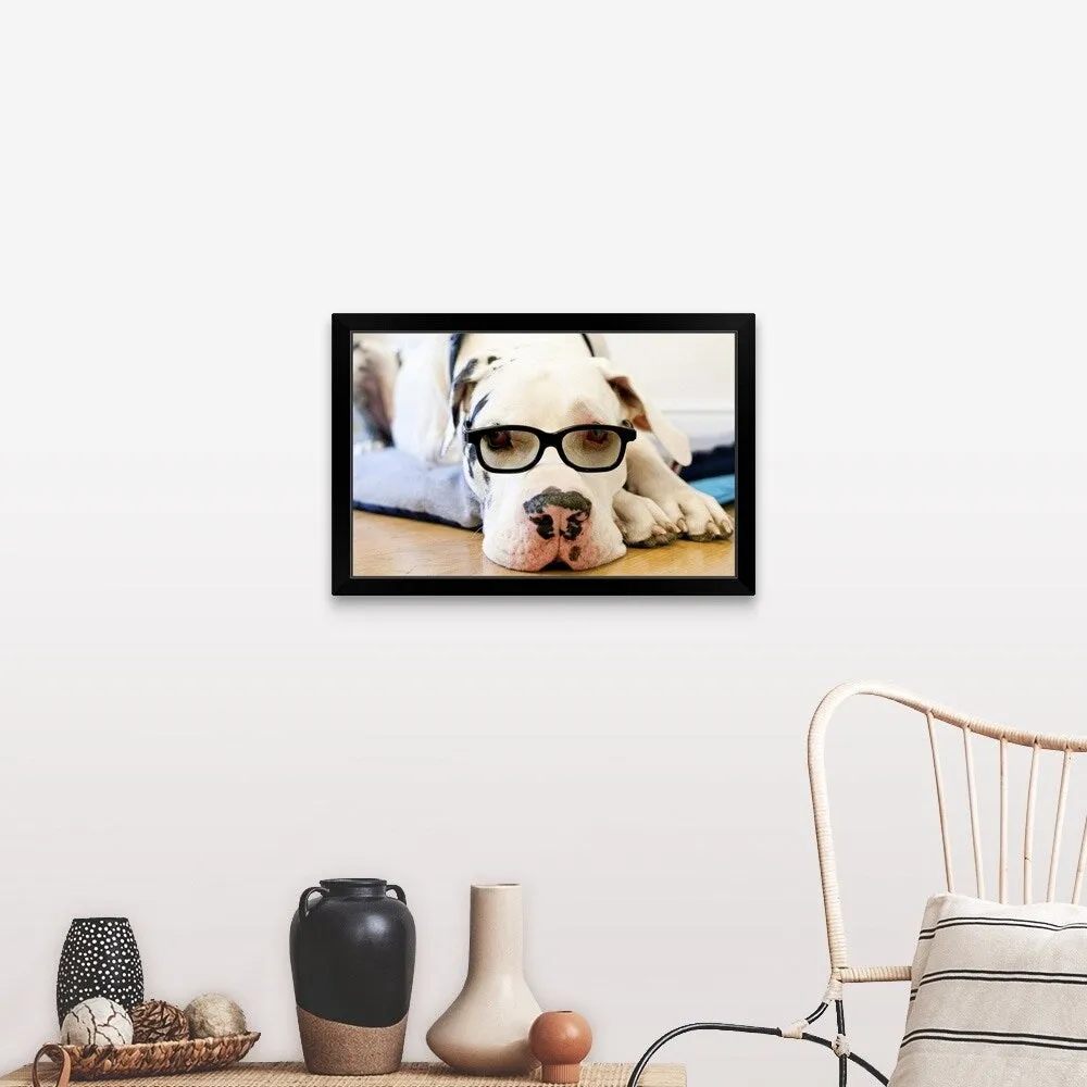 "Great Dane wearing sunglasses" Black Framed Print