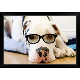 "Great Dane wearing sunglasses" Black Framed Print