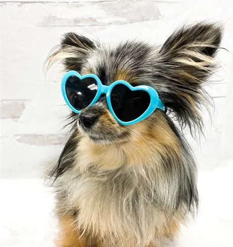 Tiny Dog Heart Sunglasses in Turquoise